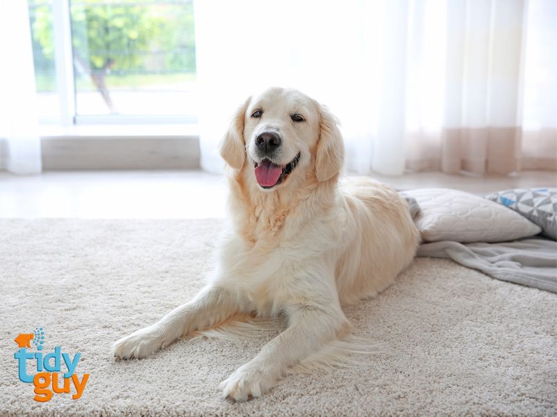 How To Clean Pet Stains & Remove Odors From Carpet