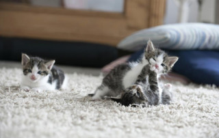 three cute blue eyed kittens playing on a soft carpet